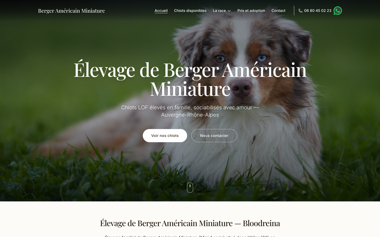 Capture du site Berger Américain Miniature
