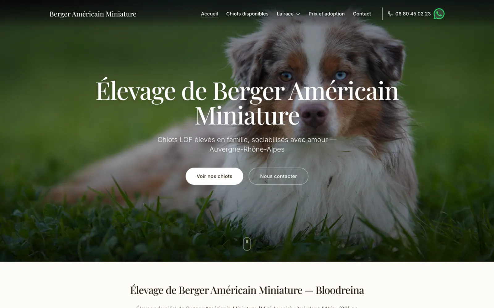 Capture du site Berger Américain Miniature